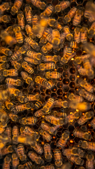 HiveIQ bees swarming
