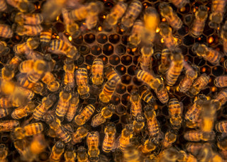 How to winterize your beehives