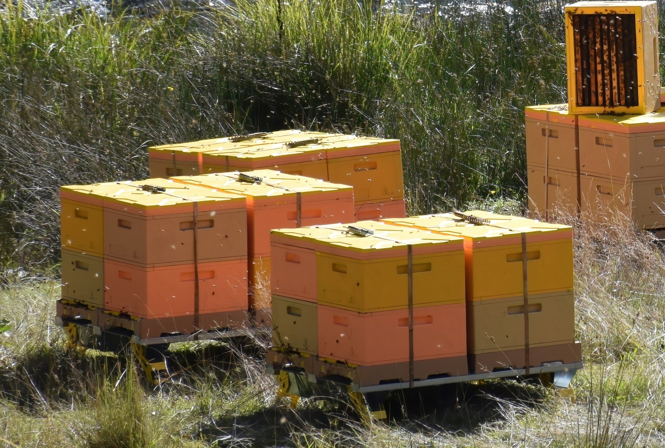 Hive Express Embracing condensing hives is a game-changer for beekeepers – HiveiQ US