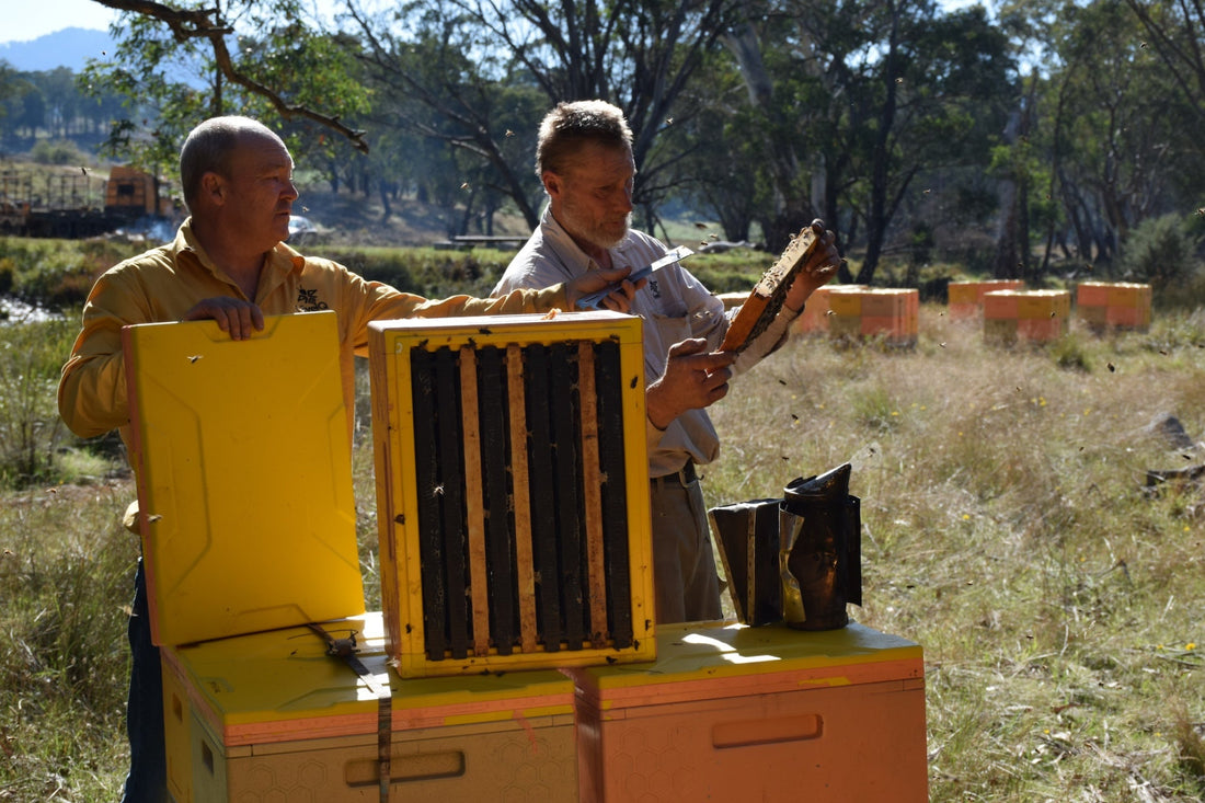HiveIQ US - Beehives and Beekeeping Supplies - For Healthy Bees – HiveiQ US
